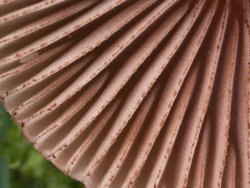 Inocybe obscuroides Inocybe obscuroides